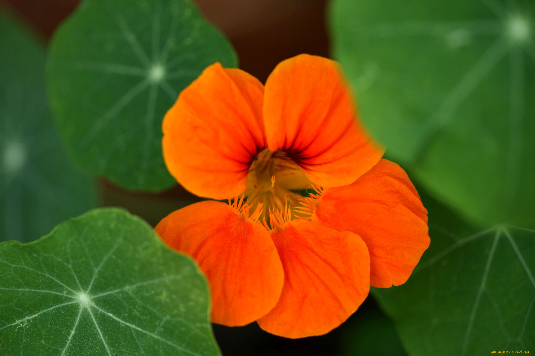 Настурция большая оранжевый блик. Настурция – Orange Nasturtium. Настурция оранжевая. Настурция большая оранжевая.